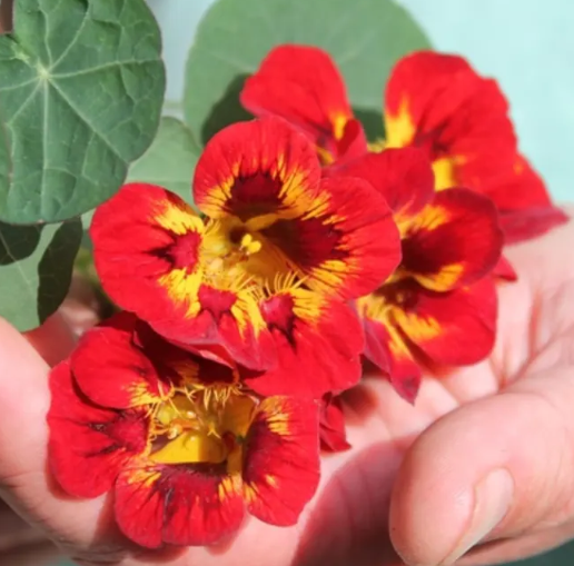 Nasturtium (Tropaeolum majus) Orchid Flame 20 Seeds