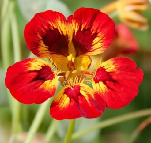 Nasturtium (Tropaeolum majus) Orchid Flame 20 Seeds