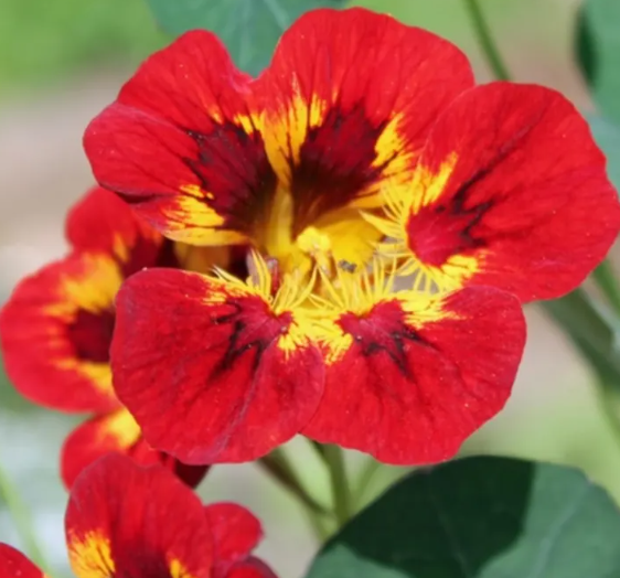 Nasturtium (Tropaeolum majus) Orchid Flame 20 Seeds