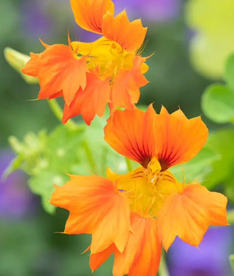 Nasturtium (Tropaeolum majus) Phoenix 20 Seeds