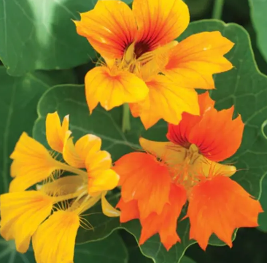 Nasturtium (Tropaeolum majus) Phoenix 20 Seeds