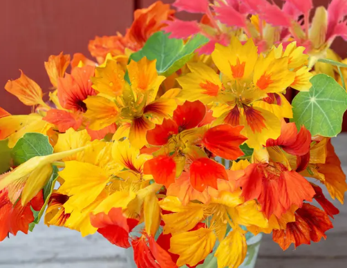 Nasturtium (Tropaeolum majus) Phoenix 20 Seeds