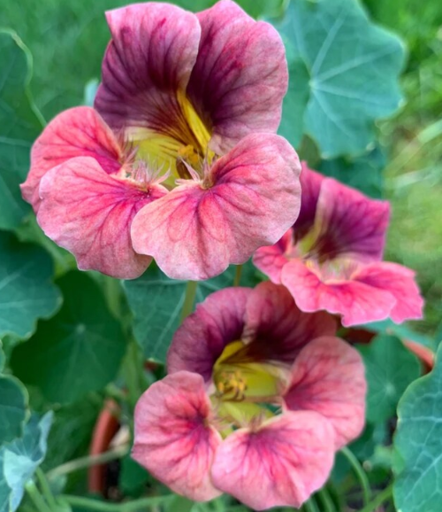 Nasturtium (Tropaeolum majus) Ladybird Mix 20 Seeds