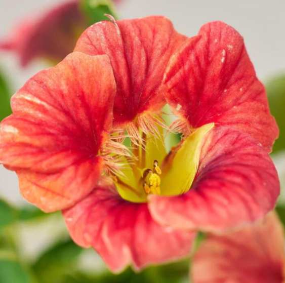 Nasturtium (Tropaeolum majus) Ladybird Mix 20 Seeds