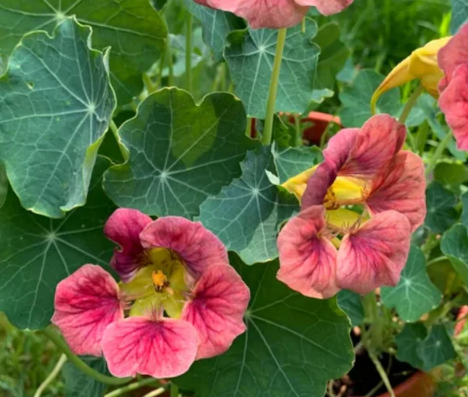Nasturtium (Tropaeolum majus) Ladybird Mix 20 Seeds