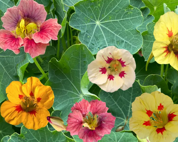 Nasturtium (Tropaeolum majus) Ladybird Mix 20 Seeds