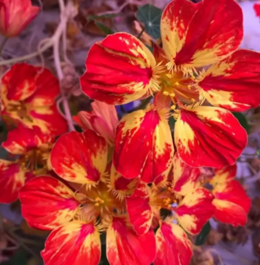 Nasturtium (Tropaeolum majus) Ice Cream Sundae 20 Seeds