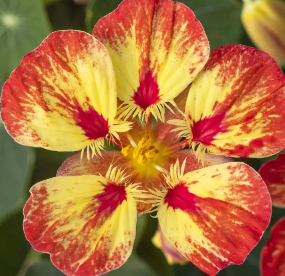Nasturtium (Tropaeolum majus) Ice Cream Sundae 20 Seeds