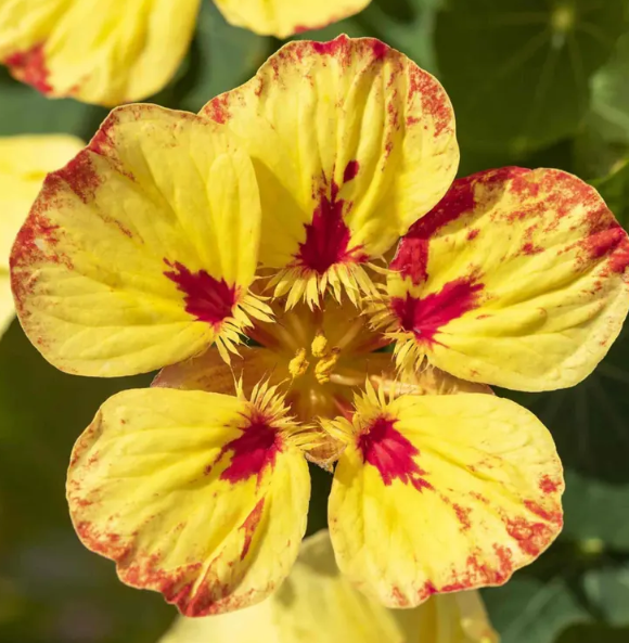 Nasturtium (Tropaeolum majus) Ice Cream Sundae 20 Seeds