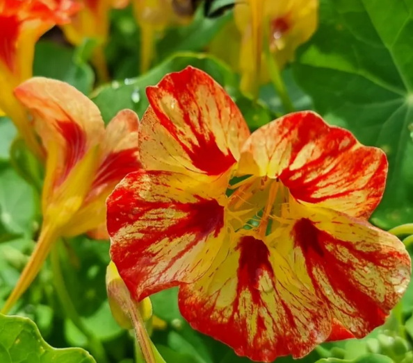 Nasturtium (Tropaeolum majus) Ice Cream Sundae 20 Seeds