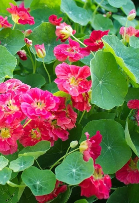 Nasturtium (Tropaeolum majus) Wild Cherry 20 Seeds