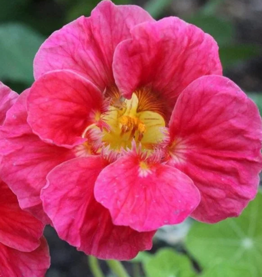 Nasturtium (Tropaeolum majus) Wild Cherry 20 Seeds