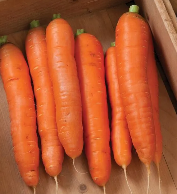French Bolero pelleted Carrot 80 Seeds