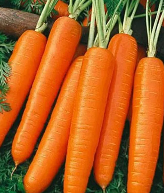 French Bolero pelleted Carrot 80 Seeds