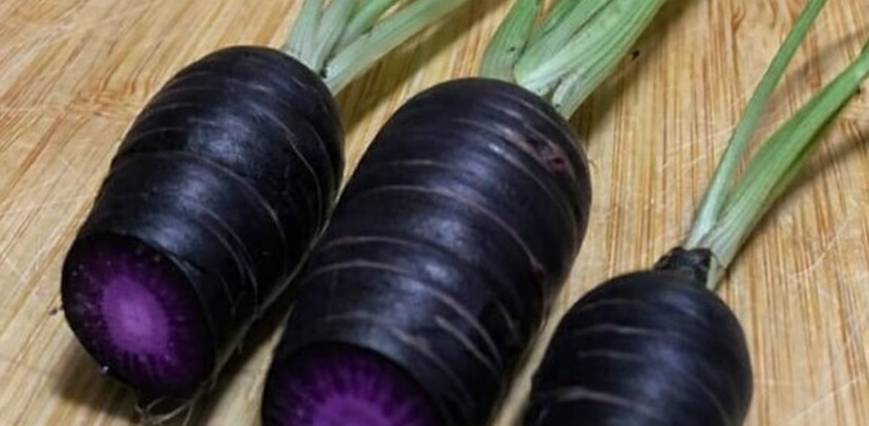 Pusa Asita Black Carrot 80 Seeds