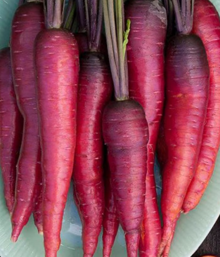 Dragon Carrot 80 Seeds