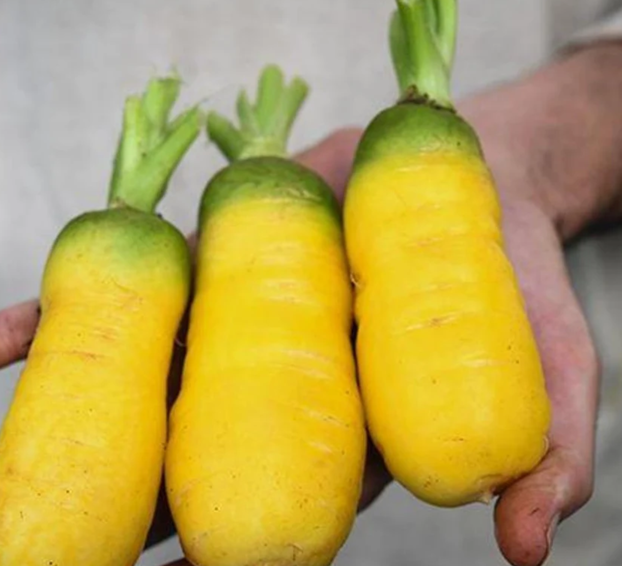 Uzbek Golden Carrot 80 Seeds