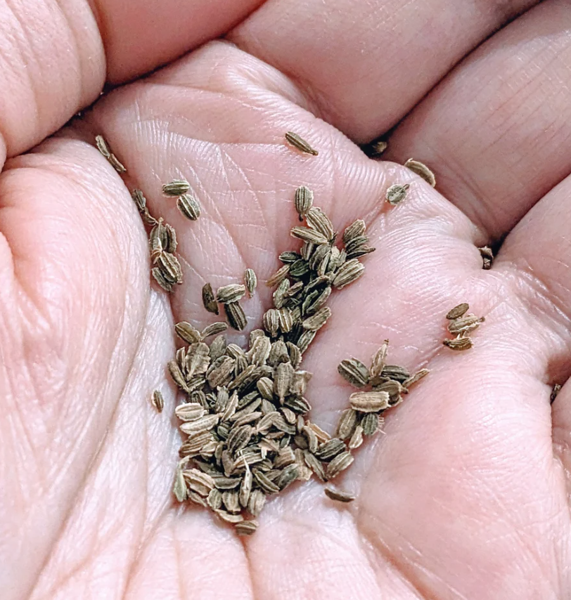 Uzbek Golden Carrot 80 Seeds