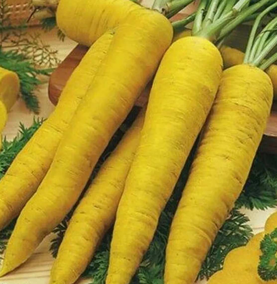 Solar Yellow Carrot 80 Seeds