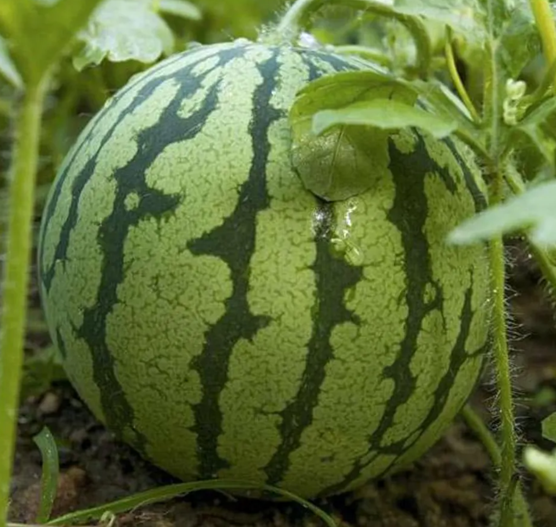 Watermelon Yellow Crimson 25 Seeds