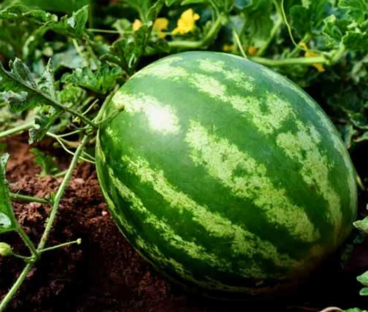 Watermelon Florida Giant 25 Seeds