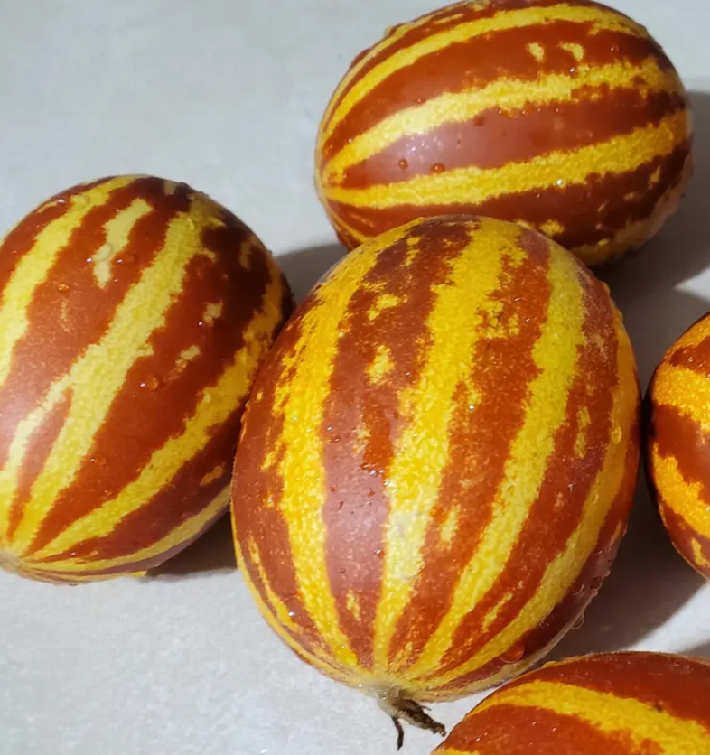 Melon Rich Sweetness 20 Seeds