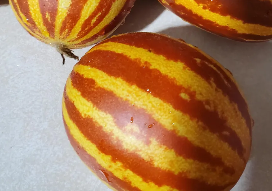 Melon Rich Sweetness 20 Seeds