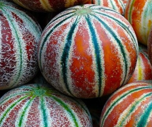 Melon Kajari 20 Seeds