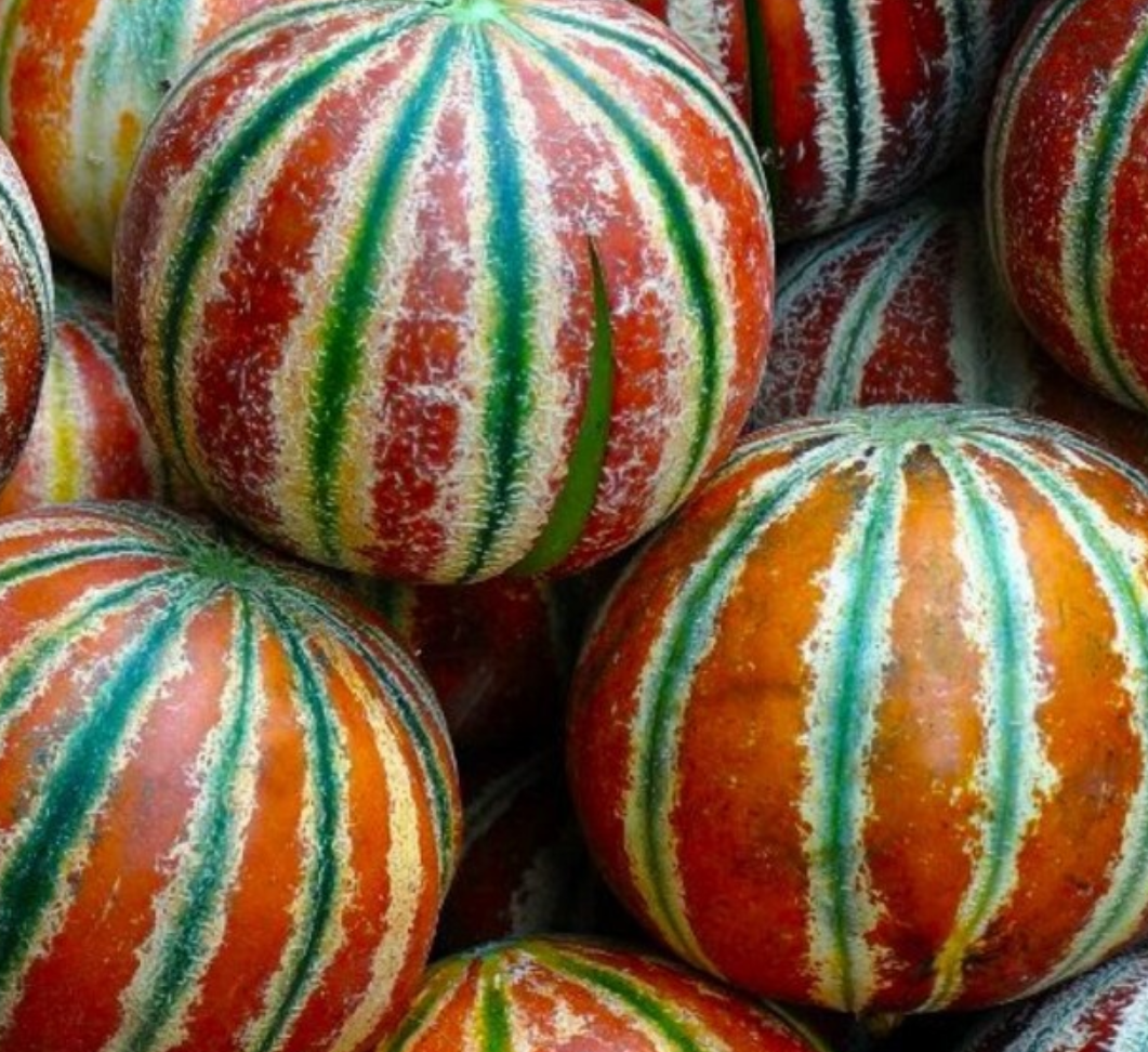 Melon Kajari 20 Seeds