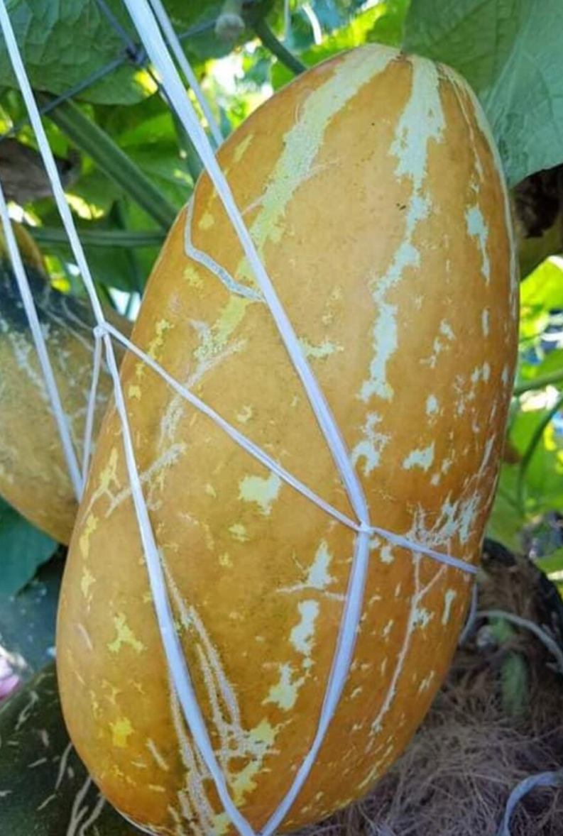 Melon Thailand Musk 20 Seeds