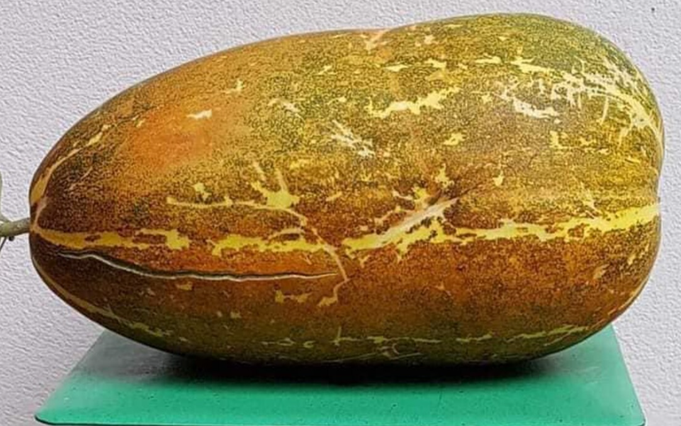 Melon Thailand Musk 20 Seeds