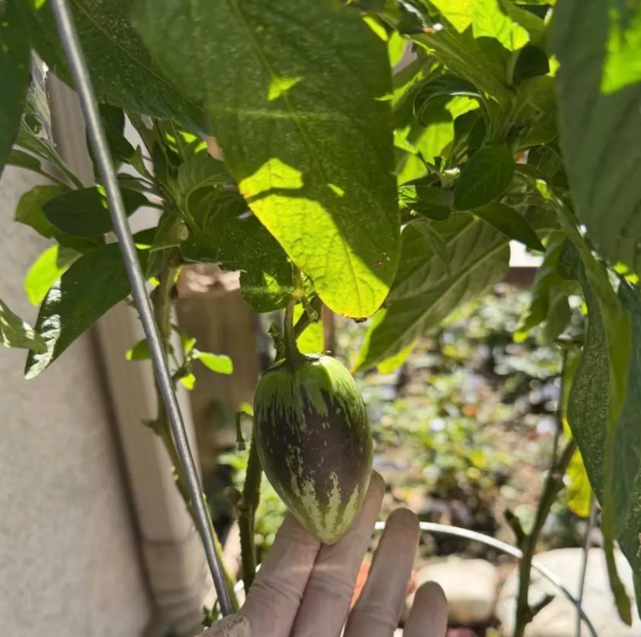 Melon Heart-Shaped Pepino 20 Seeds