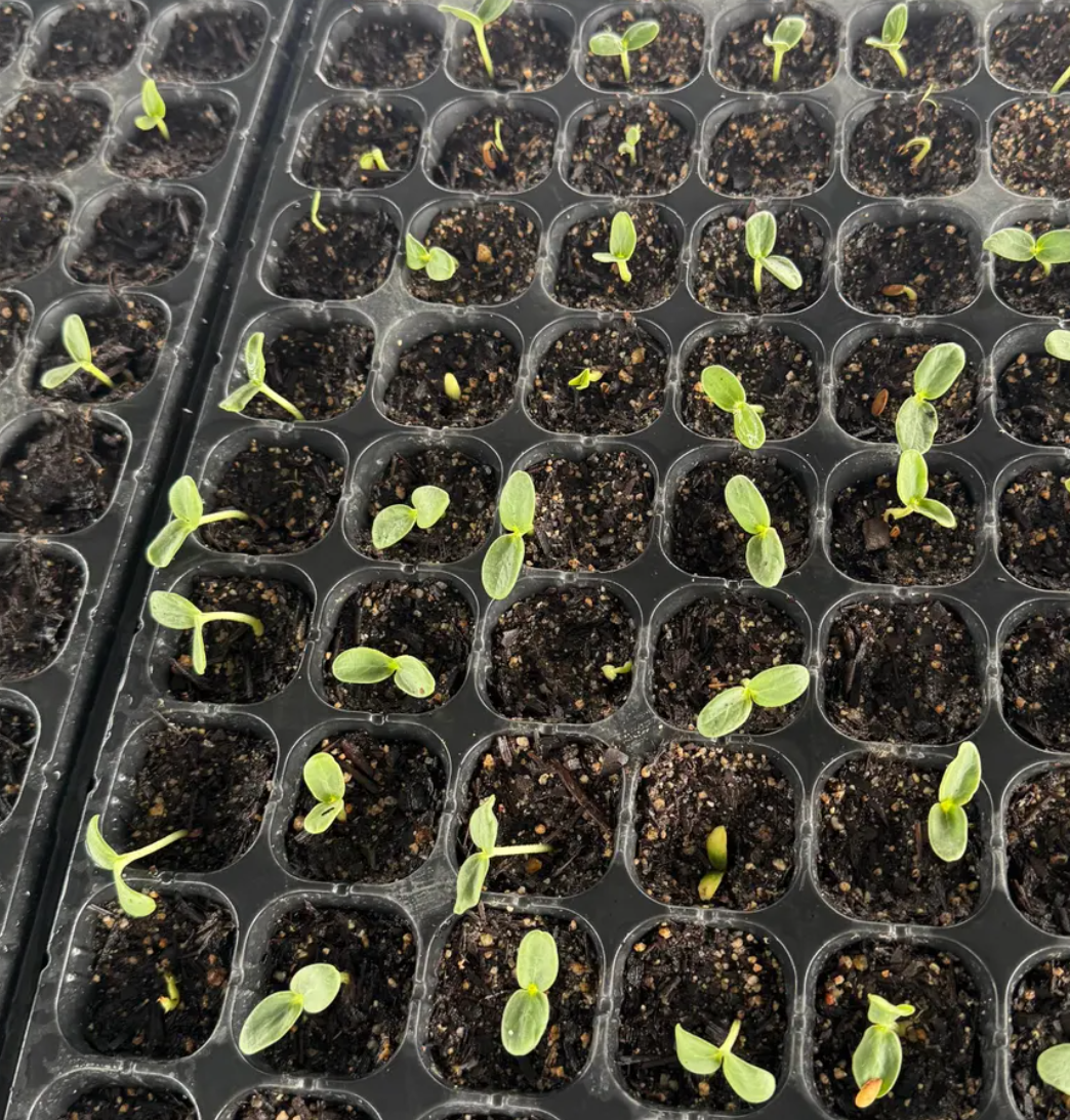 Melon Atlas 20 Seeds