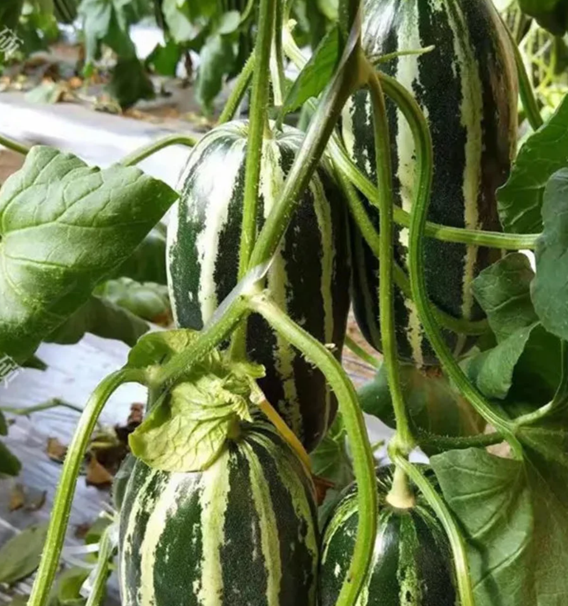 Melon Atlas 20 Seeds