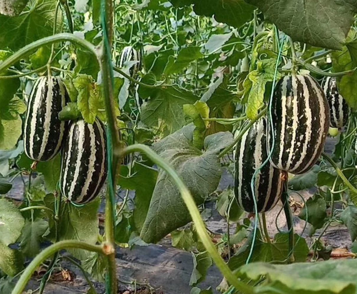 Melon Atlas 20 Seeds