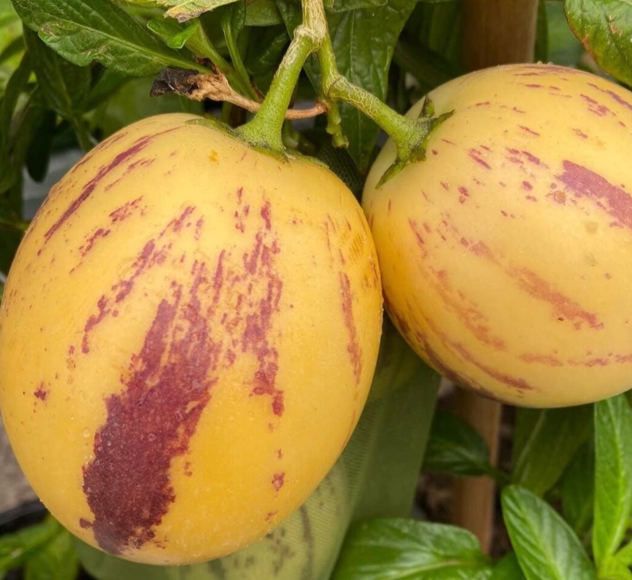 Melon Heart-Shaped Pepino 20 Seeds