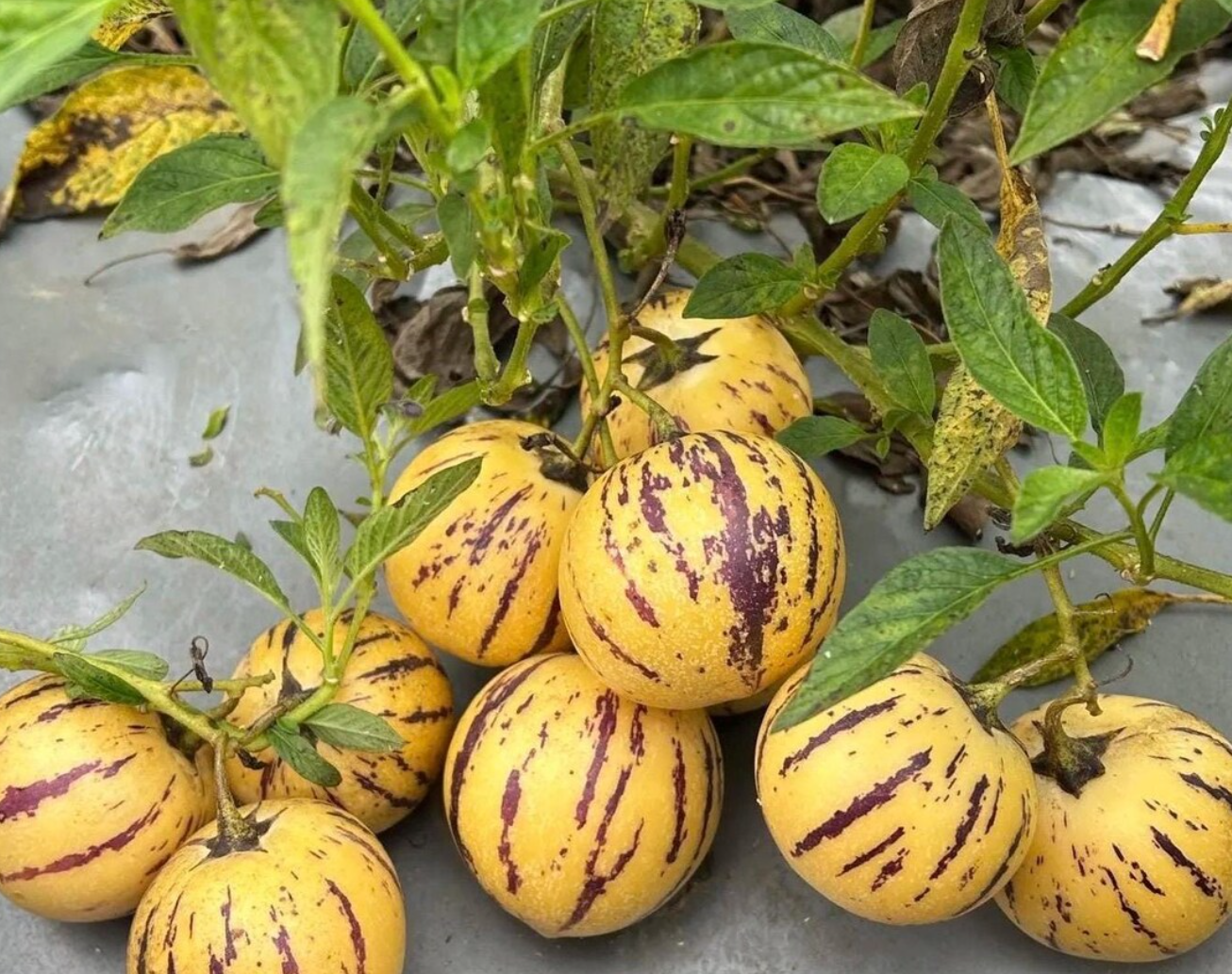 Melon Heart-Shaped Pepino 20 Seeds