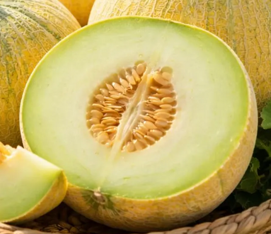 Melon Ha’ogen 20 Seeds