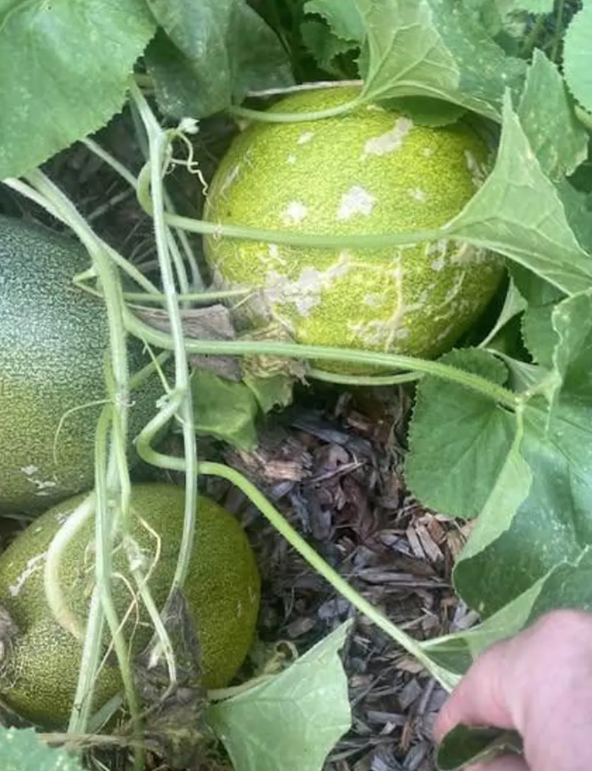 Melon Afghani 20 Seeds