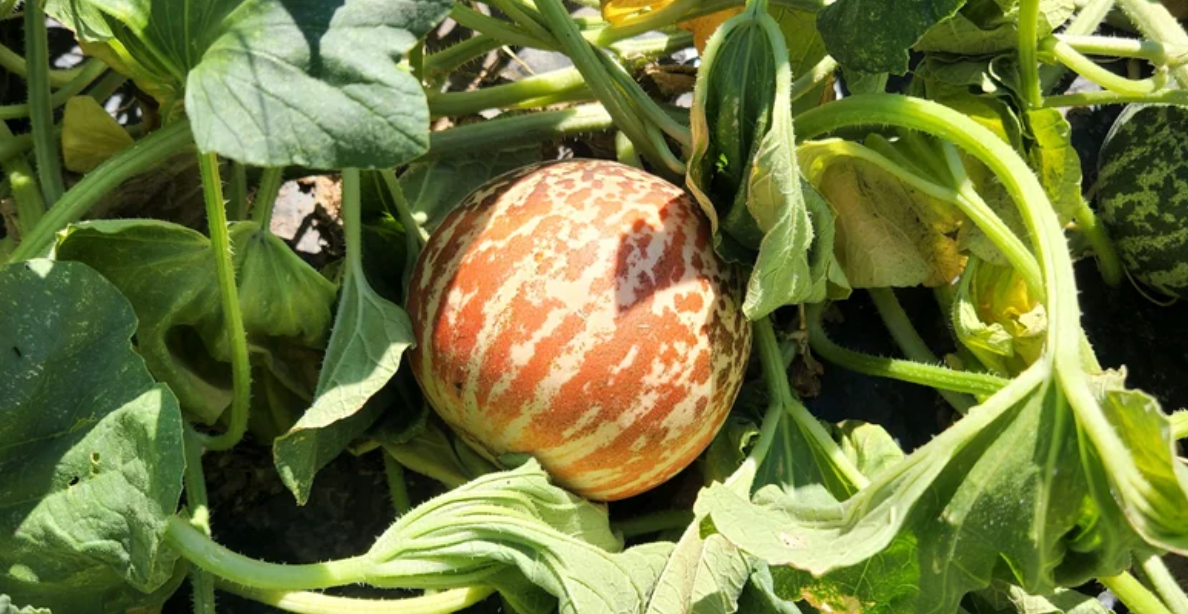 Melon Tigger 20 Seeds