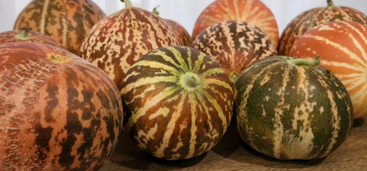 Melon Tigger 20 Seeds