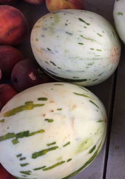 Melon Gaya 20 Seeds