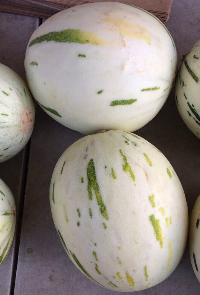Melon Gaya 20 Seeds