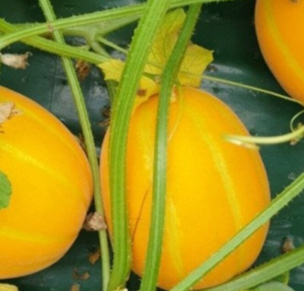 Melon Korean 20 Seeds