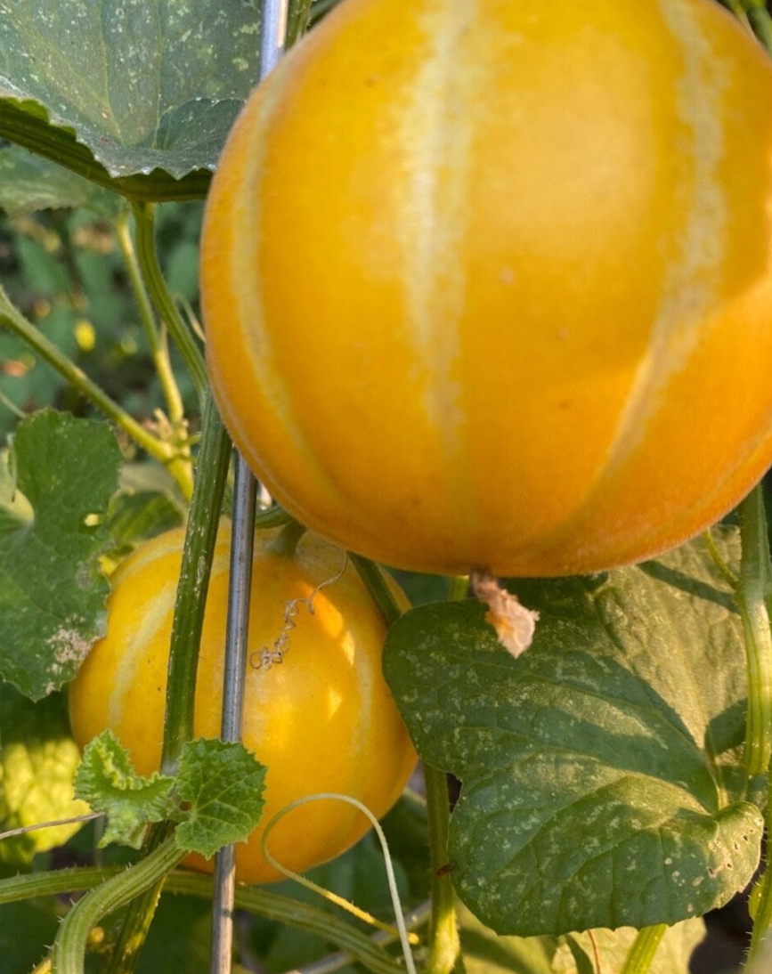 Melon Korean 20 Seeds