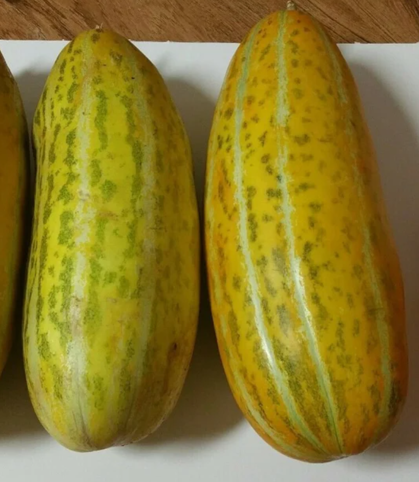 Melon Vietnam Dua Gang 20 Seeds