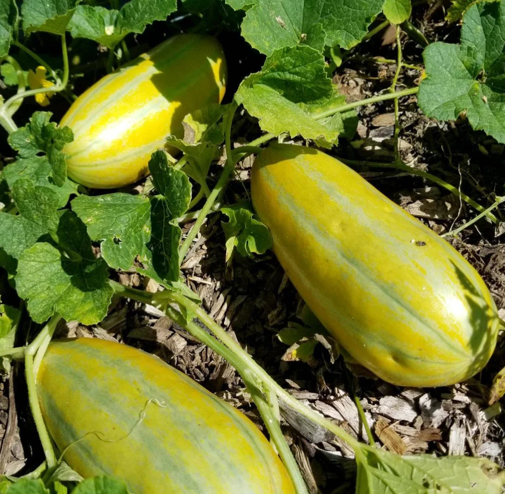 Melon Vietnam Dua Gang 20 Seeds