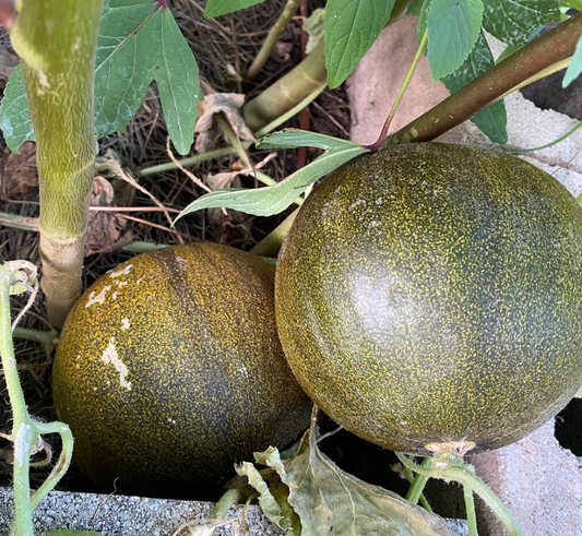 Melon Kazakh 20 Seeds