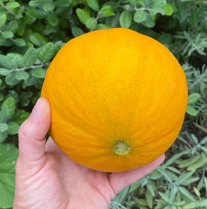 Melon Kazakh 20 Seeds