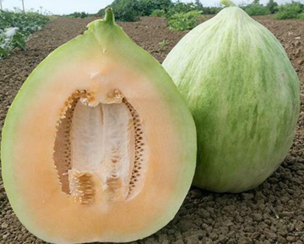 Melon Crenshaw 20 Seeds